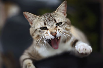 Close-up portrait of a cat