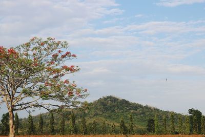 Low angle view of flowering trees against sky