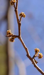 Low angle view of bird perching on branch