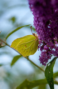 Close-up of butterfly on purple flower