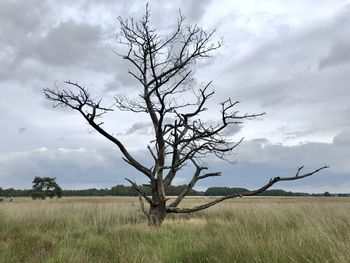 Bare tree on field against sky