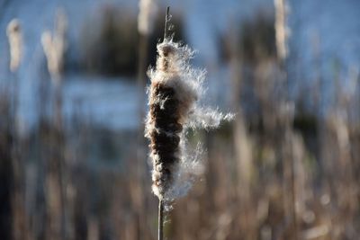 Close-up of bullrushes in seed at lakeside