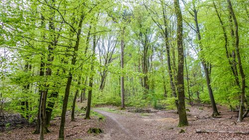 View of trees in forest