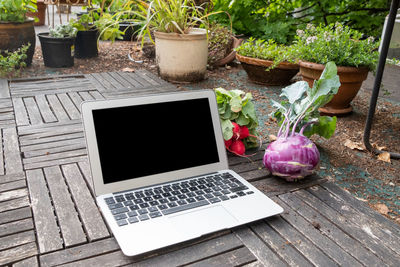 Potted plant on table in yard