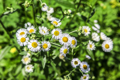 Close-up of white daisy flowers