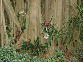 Close-up of plants