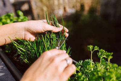 Cropped hands of woman cutting plants with scissors