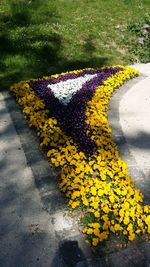 Yellow flowers on road