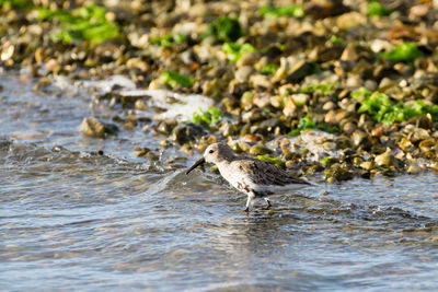 Side view of a bird drinking water