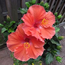 Close-up of red hibiscus flower