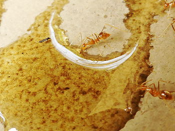 High angle view of insect on beach