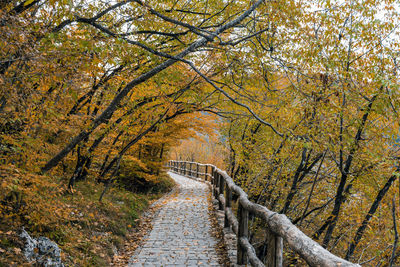 Wooden path in plitvice lakes national park in croatia in autumn