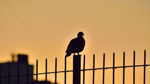 Silhouette bird perching on a fence against sunset sky