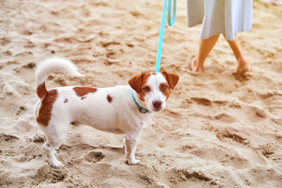 Jack russell terrier dog walking on sandy beach. small terrier dog on leash with pet owner on beach