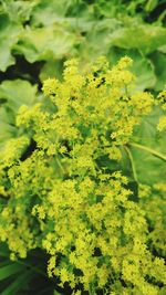 Close-up of yellow plant