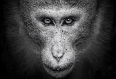 Close-up portrait of monkey