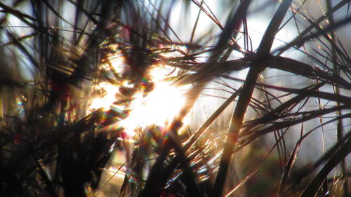 Low angle view of plants against sky at sunset