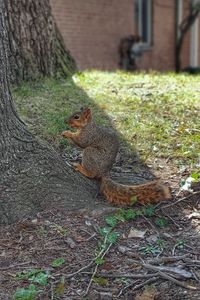 Squirrel on tree trunk