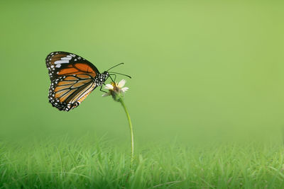 Close-up of butterfly on grass