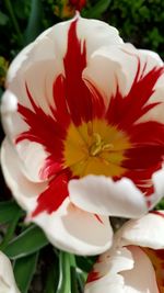 Close-up of white hibiscus blooming outdoors