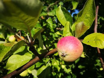 Close-up of apple growing on tree
