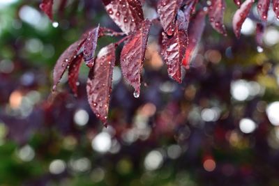 Close-up of red berries on plant