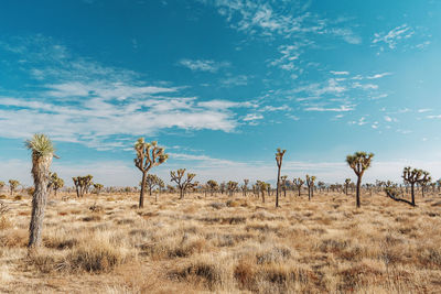 Trees on land against sky