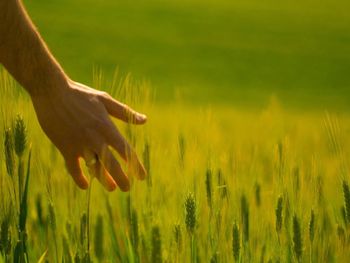 Close-up of wheat crop in field