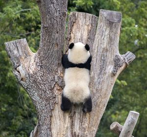 View of an animal on tree trunk
