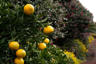 Close-up of oranges on tree