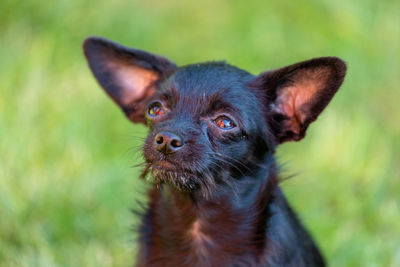 Portrait of black dog