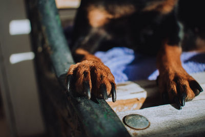 Close-up of dog relaxing on seat