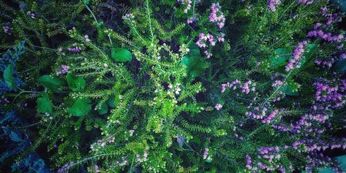 High angle view of purple flowering plants in forest