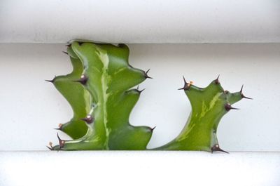 Close-up of leaves