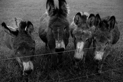 Donkeys in pen