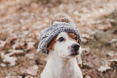 Close-up portrait of a dog on field