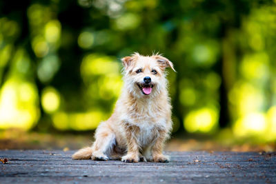 Portrait of dog sitting outdoors