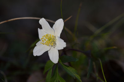 Close-up of white flowering plant