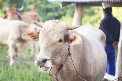 Close-up of cow on field