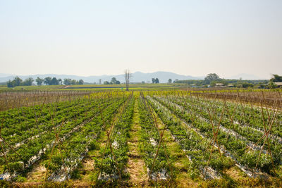 Scenic view of agricultural field against clear sky