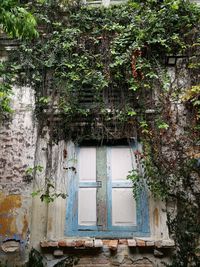 Ivy growing on house