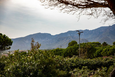 Plants and mountains against sky