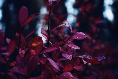 Close-up of autumn leaves on twigs in forest