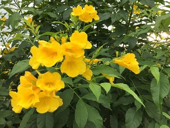 Close-up of yellow flowering plant