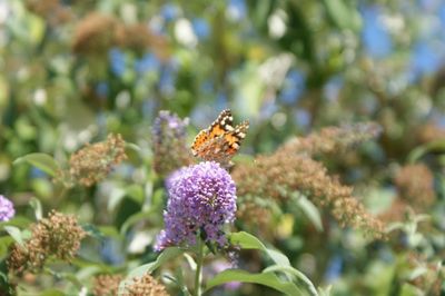 Close-up of butterfly pollinating flower