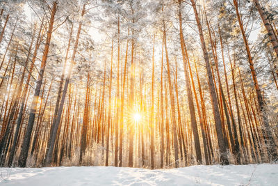 Scenic view of snow covered trees in forest