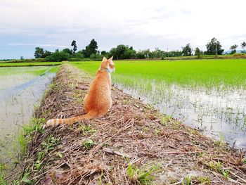 View of a bird on field