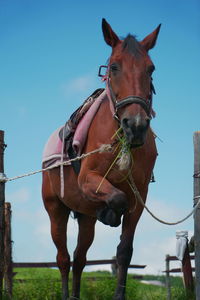 Horse riding horses against clear sky