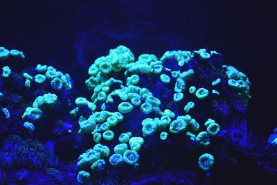 Close-up of jellyfish swimming in sea