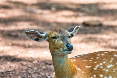 Portrait of deer on land